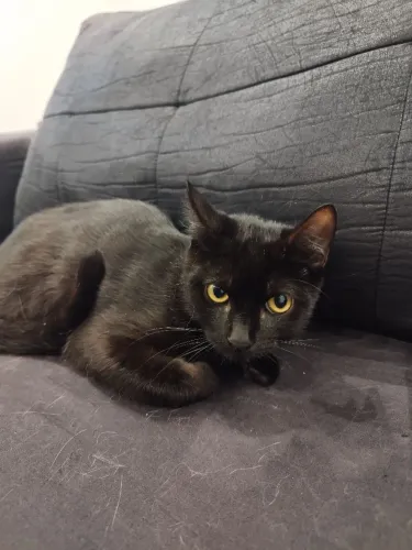 Adoção Gato Femea 6 meses