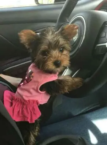 Filhote Yorkshire Terrier, O amor verdadeiro vem com patas fofinhas!