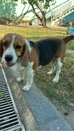 Doa -se beagle 