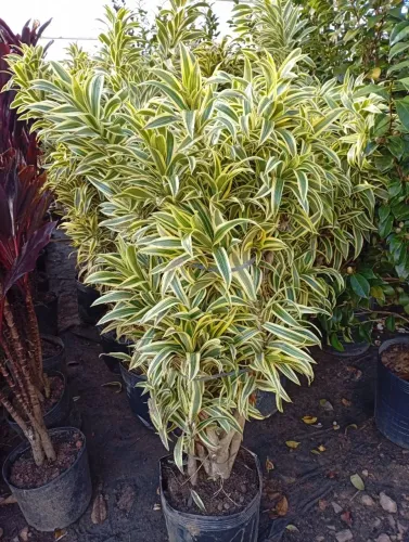 Vaso de Pleomeles