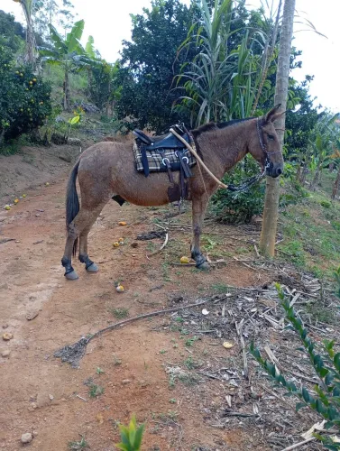 Burro bom de sela