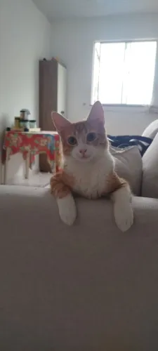 Gato pra doação