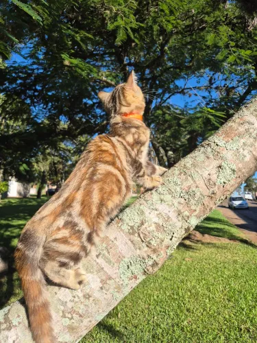 FILHOTE BENGAL MARBLE