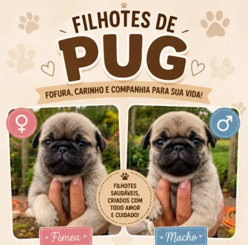 Vendo pug
