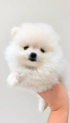Spitz alemão bolinha de algodão lindíssima