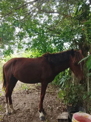 Vendo porda de 9 mês