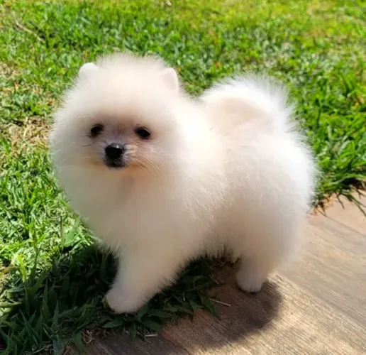 Spitz Alemão anão fêmea - Lulu da Pomerânia - 12x sem juros