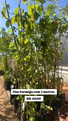 Mudas de Pau Formiga com 2 metros
