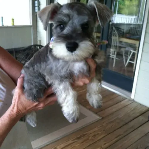 Schnauzer os mais lindos filhotes a pronta entrega