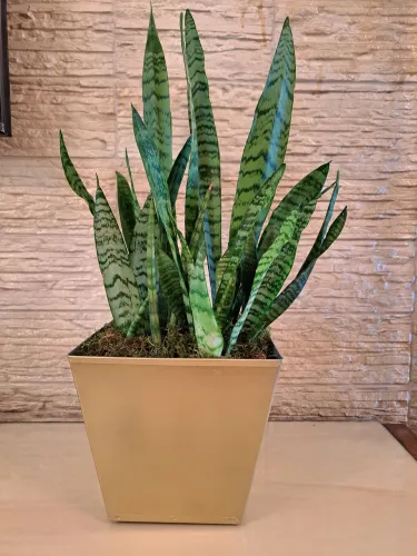 Planta Sansevieria em Vaso Decorativo
