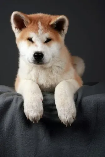 Akita Lindos filhotes 