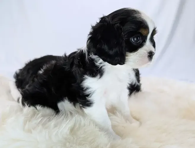 Cavalier King Charles com qualidade, saúde e suporte total!