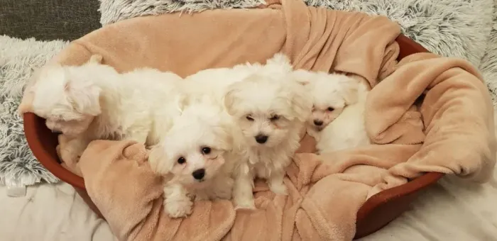 ?O presente mais fofo da árvore chegou: um Maltês encantador!? ?