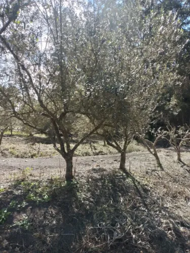 Oliveira 40 Anos de Idade - Promoção