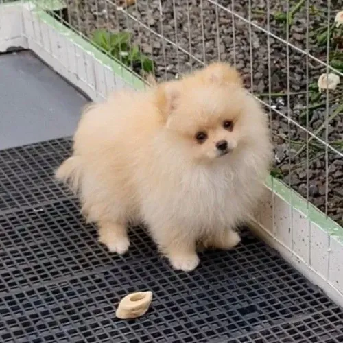 Spitz Alemão Encantador - Beleza e Carisma em um Só Filhote!
