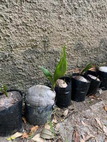 Mudas de Coco Anão 