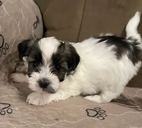 Lhasa Apso Tamanho Mini- Filhote calmo, dócil e fácil de adaptar