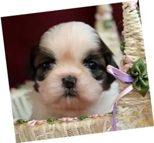Shih-Tzu: Filhotes Lindos, Padrão Pequeno e Pelagem Sedosa