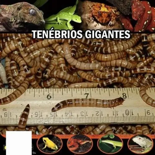 Tenebrios Gigante