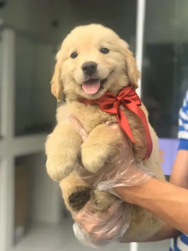 Golden retriever Machinho com 57 na cor dourado vacina e com pedigree -Alberto