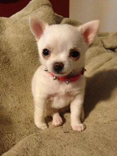Belos Chihuahua de Pelo Curto Disponível