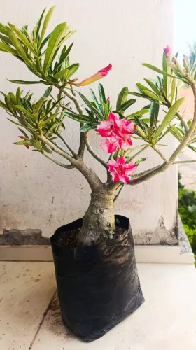 Rosa do deserto - enxerto