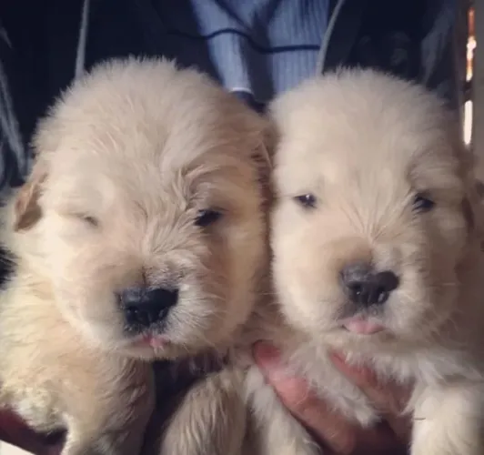 Filhotes de Golden Retriever | A alegria tem quatro patas.
