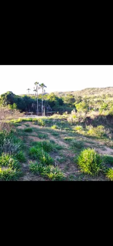 Fazenda 40 alqueires 35 mil o alqueires oportunidade Trombas Go