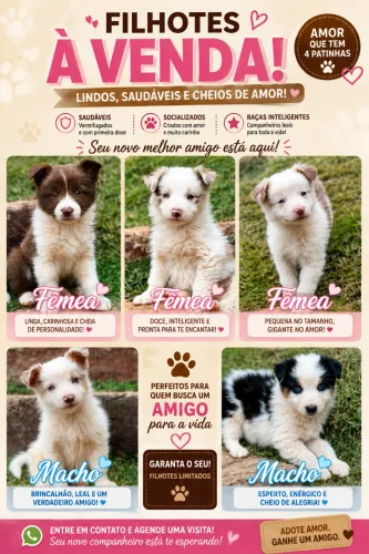 Filhotes de Border Collie