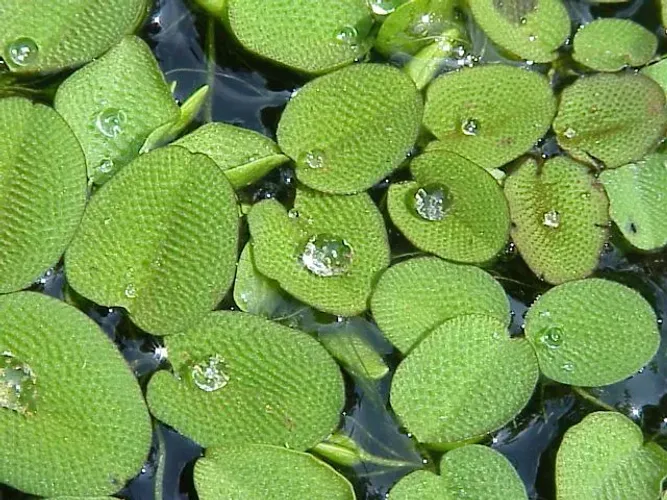 Salvinia planta aquática (A PORÇÃO INICIAL)