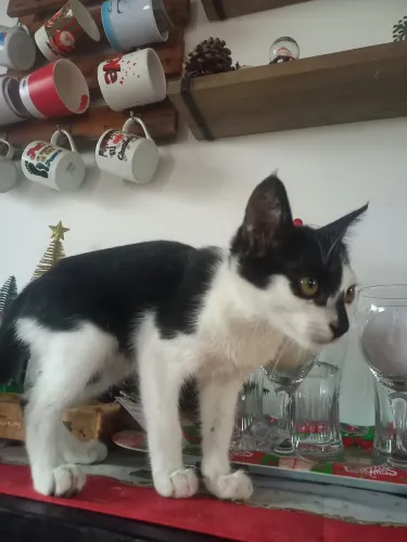 Estou doando uma gatinha 