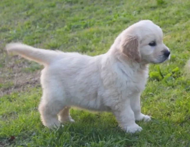 Golden Retriever - Filhotes Selecionados Com Contrato de Compra e Venda