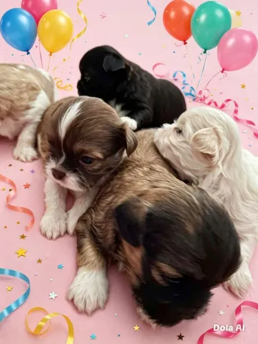Shitu tzu