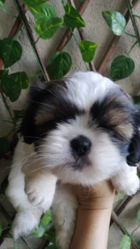 Filhote de Shih Tzu Para Viver Momentos Cheios de Alegria
