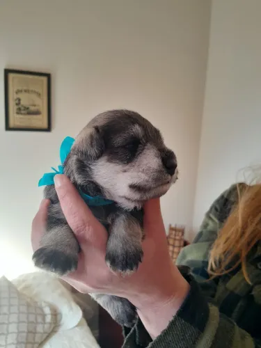Schnauzer Miniatura