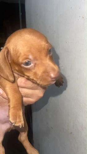 Vendo um filhote de salsicha