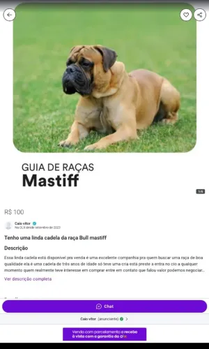 Cadela da raça Bull mastiff disponível pra venda 