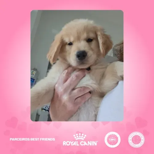 Golden Retriever filhotes - Uberlândia MG