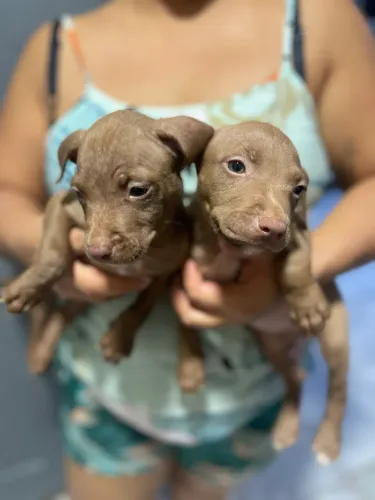 Pitbull vendo casal