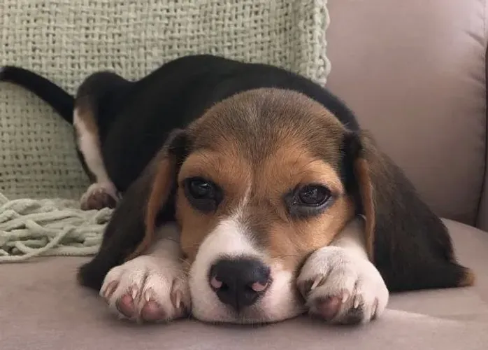 Beagle Filhotinho que já chegou conquistando olhares
