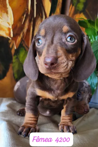 Dachshund chocolate 