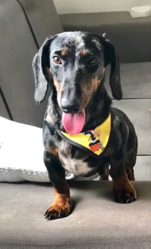Procura-se namorada para salsicha/Dachshund.
