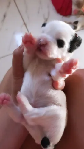 Fofinhos cachorrinhos