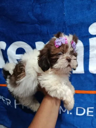Shih Tzu Carinhoso e Encantador