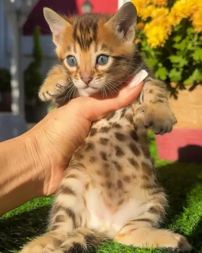 Filhotes de bengal - A pronta entrega - vacina em dia - pedigree 