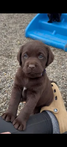 Labrador Retriever "A felicidade é contagiosa."