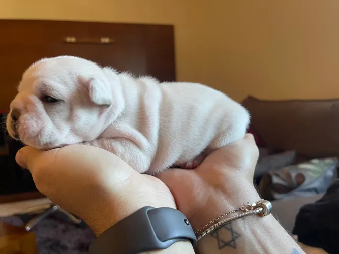 Filhote de Bulldog Francês