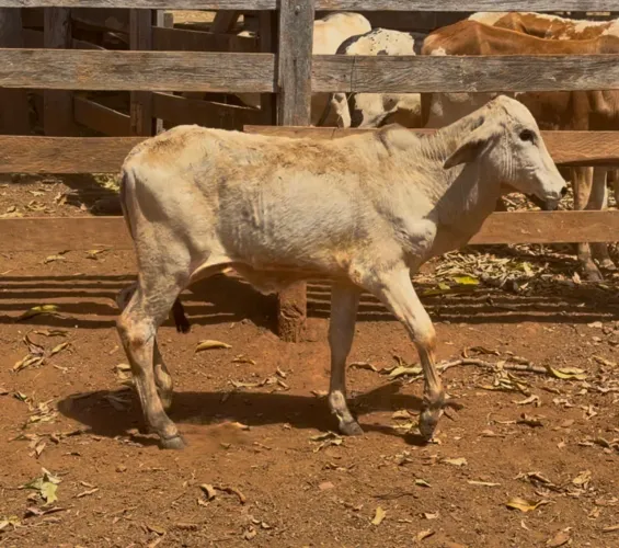 Bezerra Tabapuã (Anápolis)