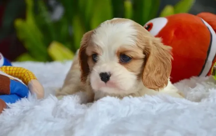Cavalier King Macho Filhote Premium | Vacina Importada e Entrega Segura