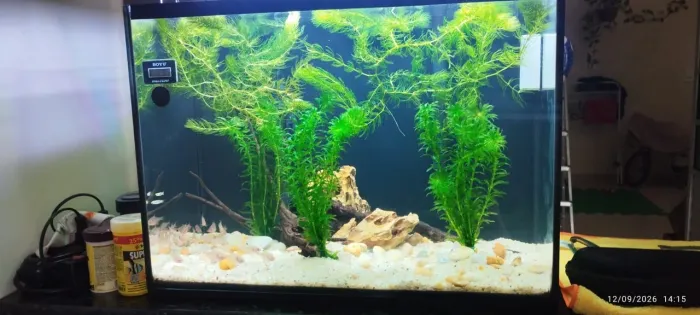 AQUÁRIO 50 LITROS E ACESSÓRIOS LEIA O ANÚNCIO 